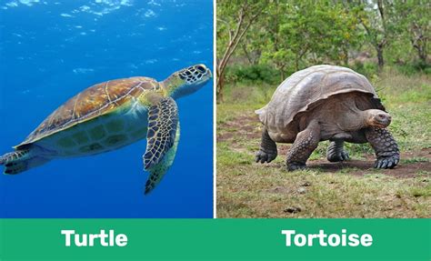 Turtle tortoise difference - Turtle vs Tortoise. The main difference between turtles and tortoises is their habitat. Turtles are adapted to living in water, while tortoises are adapted to living on land. Turtles have webbed feet and a streamlined shell that allows them to swim through water with ease. 